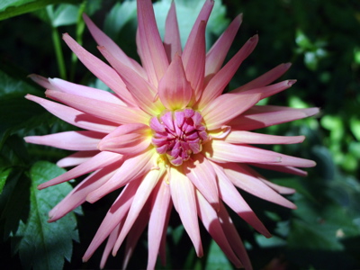 New Zealand Flower Show