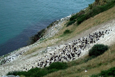 Albatross at Taiaroa Heads