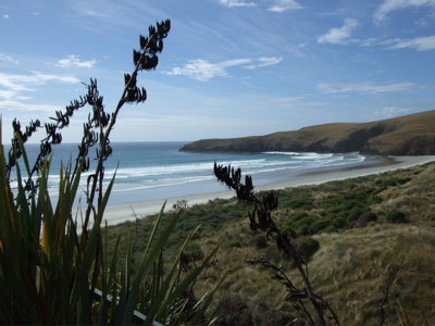 The beach at Penquin Place