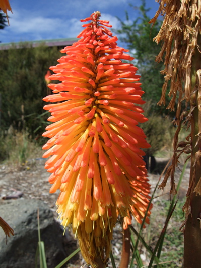 The colors of the flowers were amazing