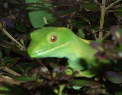 This little gecko was very interested in all the quilters looking at him.