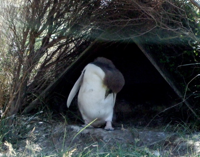 The Yellow Eyed Penquin